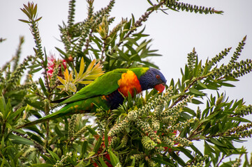 Springtime with the Rainbow Lorikeet and the bottlebrush flowers
