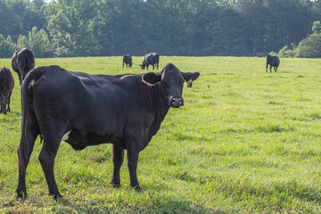 Angus crossbred cow looking back at camera in pasture