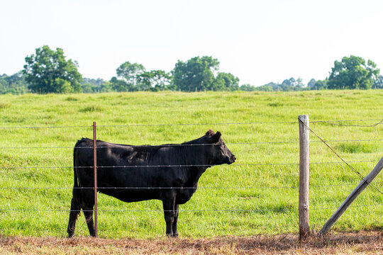 Angus heifer next to fence looking