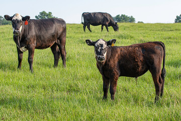 Black baldy beef cattle in summer pasture