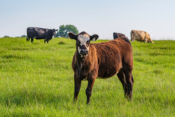 Black baldy commercial crossbred calf in foreground looking at camera with mature cows grazing in the background in lush summer pasture. © jackienix