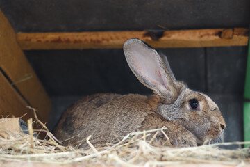 Large gray rabbit in an open cage with a feeder. Breed Belgian giant. Raising domestic rabbits on the farm. Close-up.