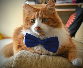 cat in blue bow tie