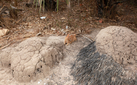 horizontal closeup photography of a red cat sitting between termite mold and old palm tree roots, hunting, outdoors on a sunny day in the Gambia, Africa, with palm leaves on the background