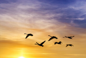 Group of Birds flying against evening sunset in the background