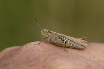 A Grasshopper resting on a human hand.