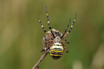 A hunting Wasp Spider, Argiope bruennichi, on a plant eating a fly.