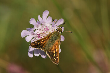 A rare Silver Spotted Skipper butterfly, Hesperia comma, nectaring on a Scabious wildflower.	