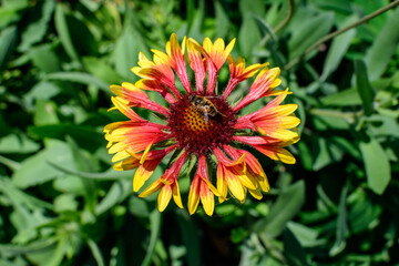 One vivid yellow and red Gaillardia flower, common known as blanket flower,  and blurred green leaves in soft focus, in a garden in a sunny summer day, beautiful outdoor floral background.