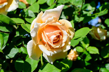 Close up of one large and light orange rose in full bloom in a summer garden, in direct sunlight, with blurred green leaves in the background.
