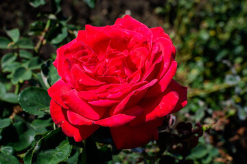 One large and delicate vivid red rose in full bloom in a summer garden, in direct sunlight, with blurred green leaves in the background.