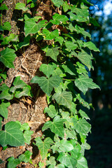 Full frame di foglie di Edera comune - Hedera helix.