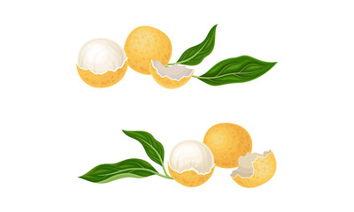 Fresh ripe longan fruits and leaves set vector illustration