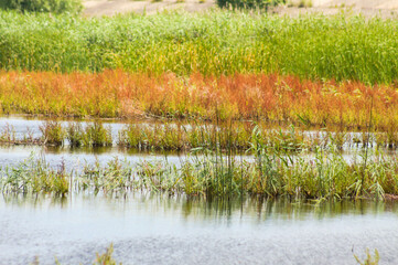 Golden and green reeds reflecting on lake landscape view of