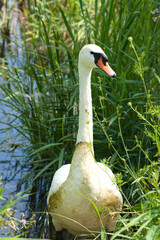 White swan getting out of lake closeup view with lake and reeds blurred in background