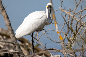 Royal Spoonbill in  Australasia