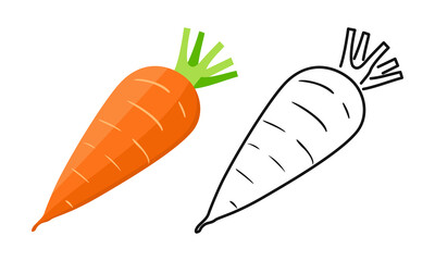 Carrot color cartoon illustration and outline. Vector orange vegetable root icon.