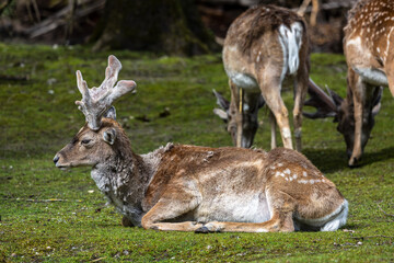 Naklejka na ściany i meble The fallow deer, Dama mesopotamica is a ruminant mammal