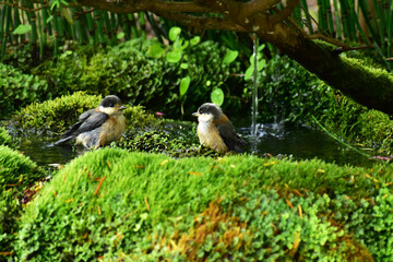 ヤマガラの兄弟