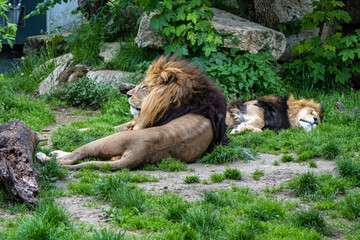 The lion, Panthera leo is one of the four big cats in the genus Panthera