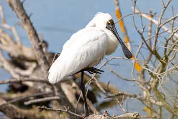 Royal Spoonbill in  Australasia