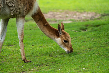 Vicunas, Vicugna Vicugna, relatives of the llama