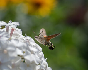 butterfly  Sphingidae on flower