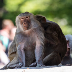 The hamadryas baboon, Papio hamadryas is a species of baboon