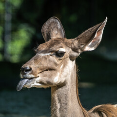 The common eland sticking its tongue out. Taurotragus oryx is a savannah antelope