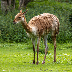 Naklejka na ściany i meble Vicunas, Vicugna Vicugna, relatives of the llama in a German park