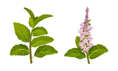 Blooming mint twigs, peppermint fresh herb plant vector illustration