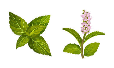 Mint twigs set. Blooming peppermint fresh herb plant vector illustration