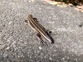 frog on a leaf