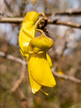 Kowhai Tree in Flower in New Zealand