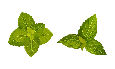 Mint green leaves set. Fresh spearmint, peppermint herbal plant, organic product vector illustration
