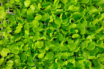 Growing green salad in plant nursery, modern horticulture