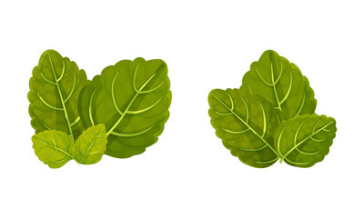 Mint green leaves set. Fresh spearmint, peppermint herb, organic healthy product vector illustration