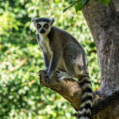 The ring-tailed lemur,Lemur catta with white ringed tail is the most known lemur © rudiernst