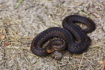 snake viper in the swamp, reptile in the wild, poisonous dangerous animal, wildlife