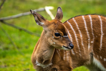 Baby Nyala Antelope - Tragelaphus angasii. Wild life animal.