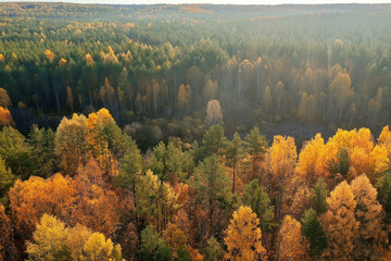 autumn forest taiga view from drone, yellow trees landscape nature fall