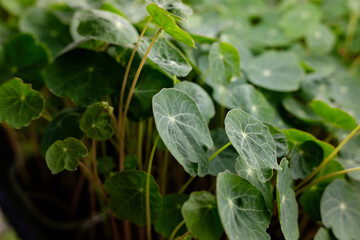 young shoots of seeds. microgreen