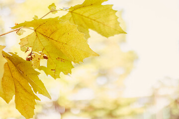 やわらかい雰囲気の黄色になったカエデの木の葉