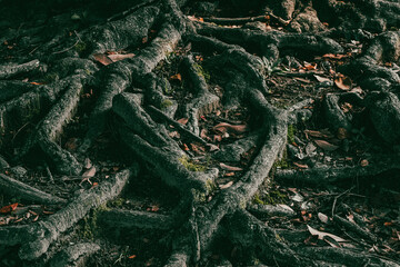 暗い雰囲気の中に木の根が張り巡らされている