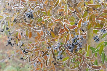 autumn frost on the ground and grass. texture for background
