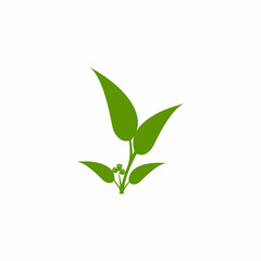 Eucalyptus leaves logo vector template design illustration