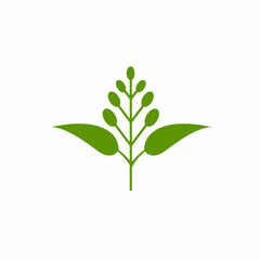 Fototapeta na wymiar Eucalyptus leaves logo vector template design illustration