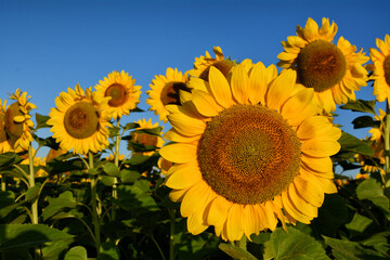 Obraz premium Sunflower