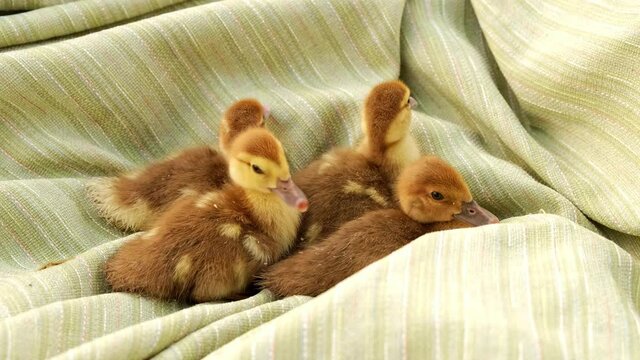 Poultry in the backyard. Goose breeding farm. Farming. Little ducklings running away on the green grass. Cute yellow goslings eating grass. Taking care of animals. Poultry farming in the household.