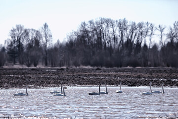 migratory birds flock of geese in the field, landscape seasonal migration of birds, hunting